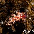 Nudibranch, photo taken in Indonesia, Bali, Tulamben, Tukad Linggah