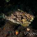 Strapweed Filefish (Pseudomonacanthus macrurus), photo taken in Indonesia, Bali, Tulamben, Tukad Linggah