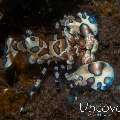 Harlequin shrimp (Hymenocera picta), photo taken in Indonesia, Bali, Tulamben, Tukad Linggah