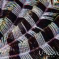 Feather Star (Crinoidae), photo taken in Indonesia, Bali, Tulamben, Bulakan Slope