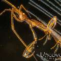 Skeleton Shrimp (Caprellidae), photo taken in Indonesia, Bali, Tulamben, Bulakan Slope