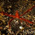 Sponge Spider Crab (Oncinopus sp. 2)