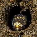 Barred Sand Conger (Ariosoma fascinatum), photo taken in Indonesia, Bali, Tulamben, Bulakan Slope