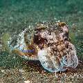 Cuttlefish, photo taken in Indonesia, Bali, Tulamben, Bulakan Slope