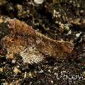 Ghost Velvetfish (Cocotropus larvatus)
