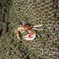 Spotted porcelain crab (Neopetrolisthes maculatus), photo taken in Indonesia, Bali, Tulamben, Bulakan Slope