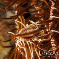 Ambon crinoid shrimp (Laomenes amboinensis), photo taken in Indonesia, Bali, Tulamben, Sidem
