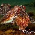 Cuttlefish, photo taken in Indonesia, Bali, Tulamben, Melasti