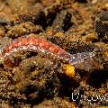 Mantis Shrimp (Stomatopoda)