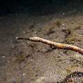 Shorttailed Pipefish (Trachyrhamphus bicoarctatus), photo taken in Indonesia, Bali, Tulamben, Seraya Secrets