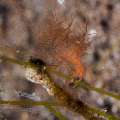 Hairy shrimp (Phycocaris simulans), photo taken in Indonesia, Bali, Tulamben, Seraya Secrets