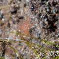 Hairy shrimp (Phycocaris simulans), photo taken in Indonesia, Bali, Tulamben, Seraya Secrets