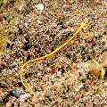 Pipefish, photo taken in Indonesia, Bali, Tulamben, Seraya Secrets