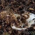 Coconut octopus (Amphioctopus marginatus), photo taken in Indonesia, Bali, Tulamben, Seraya Secrets