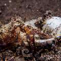 Coconut octopus (Amphioctopus marginatus), photo taken in Indonesia, Bali, Tulamben, Seraya Secrets