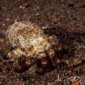 Coconut octopus (Amphioctopus marginatus), photo taken in Indonesia, Bali, Tulamben, Seraya Secrets