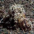 Coconut octopus (Amphioctopus marginatus), photo taken in Indonesia, Bali, Tulamben, Seraya Secrets