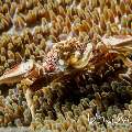 Spotted porcelain crab (Neopetrolisthes maculatus)