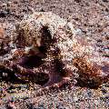 Coconut octopus (Amphioctopus marginatus), photo taken in Indonesia, Bali, Tulamben, Seraya Secrets