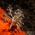 Decorator Crab, photo taken in Indonesia, Bali, Tulamben, Seraya Secrets