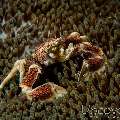 Spotted porcelain crab (Neopetrolisthes maculatus), photo taken in Indonesia, Bali, Tulamben, Wreck Slope