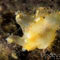 Nudibranch (Plocamorpheus sp), photo taken in Indonesia, Bali, Tulamben, Seraya Secrets