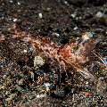 Humpback Prawn, photo taken in Indonesia, Bali, Tulamben, Seraya Secrets