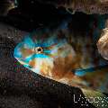 Parrotfish, photo taken in Indonesia, Bali, Tulamben, Seraya Secrets