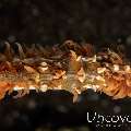 Xeno Crab (Xenocarcinus Tuberculatus)