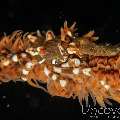 Xeno Crab (Xenocarcinus Tuberculatus), photo taken in Indonesia, Bali, Tulamben, Wreck Slope