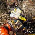 Black-Saddled Toby (Canthigaster valentini), photo taken in Indonesia, Bali, Tulamben, Wreck Slope