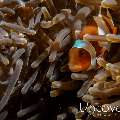 False Clown Anemonefish (Amphiprion ocellaris)