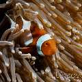 False Clown Anemonefish (Amphiprion ocellaris), photo taken in Indonesia, Bali, Tulamben, Wreck Slope