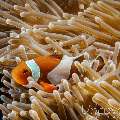 False Clown Anemonefish (Amphiprion ocellaris), photo taken in Indonesia, Bali, Tulamben, Wreck Slope