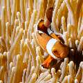 False Clown Anemonefish (Amphiprion ocellaris), photo taken in Indonesia, Bali, Tulamben, Wreck Slope