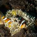 Saddleback Anemonefish (Amphiprion Polymnus)