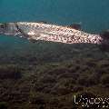 Great Barracuda (Sphyraena barracuda), photo taken in Indonesia, Bali, Tulamben, Wreck Slope