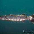 Great Barracuda (Sphyraena Barracuda)