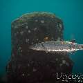 Great Barracuda (Sphyraena Barracuda)