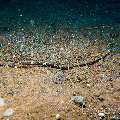 Shorttailed Pipefish (Trachyrhamphus Bicoarctatus)