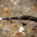 Shorttailed Pipefish (Trachyrhamphus Bicoarctatus)