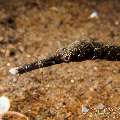 Shorttailed Pipefish (Trachyrhamphus Bicoarctatus)