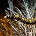 Shorttailed Pipefish (Trachyrhamphus bicoarctatus), photo taken in Indonesia, Bali, Tulamben, Seraya Secrets