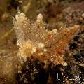 Nudibranch (Eubranchus rubropunctatus), photo taken in Indonesia, Bali, Tulamben, Seraya Secrets