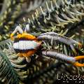 Crinoid Squatlobster (Allogalathea Elegans)