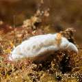 Nudibranch (Hypselodoris lacuna), photo taken in Indonesia, Bali, Tulamben, Seraya Secrets