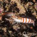 Snapping Shrimp, photo taken in Indonesia, Bali, Tulamben, Seraya Secrets