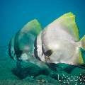 Batavia Batfish (Platax batavianus), photo taken in Indonesia, Bali, Tulamben, Seraya Secrets