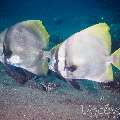 Batavia Batfish (Platax batavianus), photo taken in Indonesia, Bali, Tulamben, Seraya Secrets