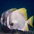 Batavia Batfish (Platax batavianus), photo taken in Indonesia, Bali, Tulamben, Seraya Secrets